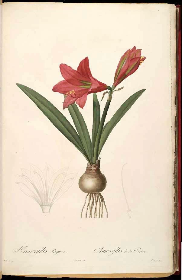 Hippeastrum reginae